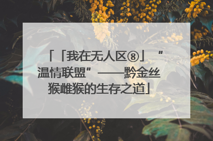 「我在无人区⑧」“温情联盟”——黔金丝猴雌猴的生存之道