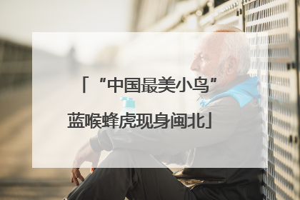“中国最美小鸟”蓝喉蜂虎现身闽北