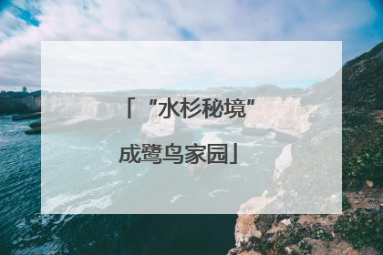 “水杉秘境”成鹭鸟家园