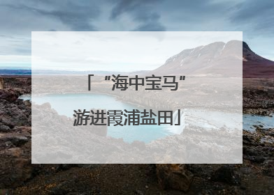 “海中宝马”游进霞浦盐田