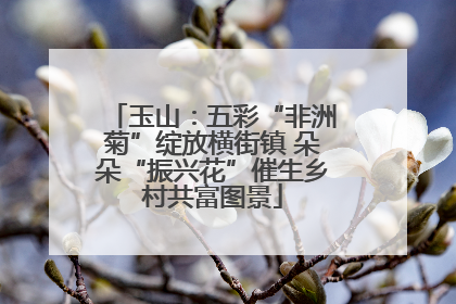 玉山：五彩“非洲菊”绽放横街镇 朵朵“振兴花”催生乡村共富图景