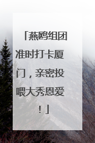 燕鸥组团准时打卡厦门，亲密投喂大秀恩爱！