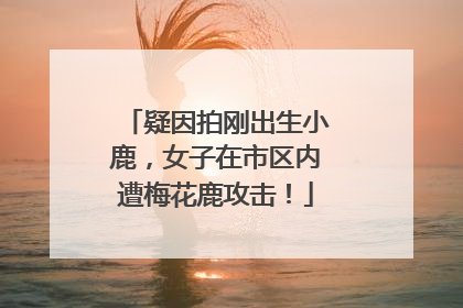 疑因拍刚出生小鹿，女子在市区内遭梅花鹿攻击！