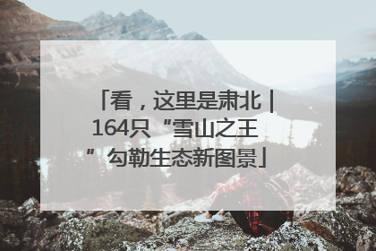 看，这里是肃北｜164只“雪山之王”勾勒生态新图景