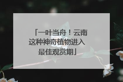 一叶当舟！云南这种神奇植物进入最佳观赏期