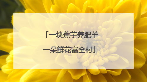 一块蕉芋养肥羊 一朵鲜花富全村