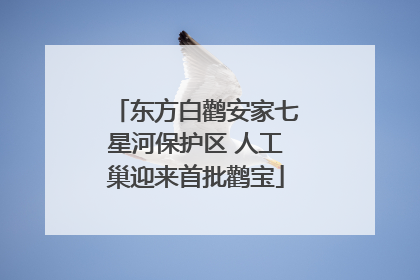 东方白鹳安家七星河保护区 人工巢迎来首批鹳宝