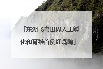 东湖飞鸟世界人工孵化和育雏首例红嘴鸥