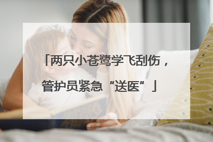 两只小苍鹭学飞刮伤，管护员紧急“送医”