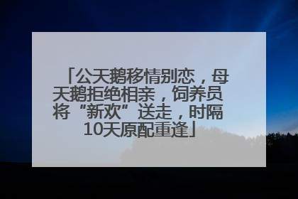 公天鹅移情别恋，母天鹅拒绝相亲，饲养员将“新欢”送走，时隔10天原配重逢