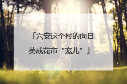 六安这个村的向日葵成花市“宠儿”