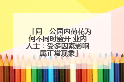 同一公园内荷花为何不同时盛开 业内人士：受多因素影响 属正常现象