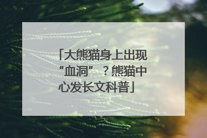 大熊猫身上出现“血洞”？熊猫中心发长文科普