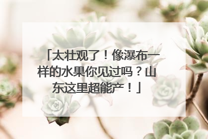 太壮观了！像瀑布一样的水果你见过吗？山东这里超能产！