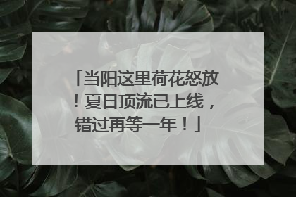 当阳这里荷花怒放！夏日顶流已上线，错过再等一年！