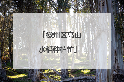 徽州区高山水稻种植忙