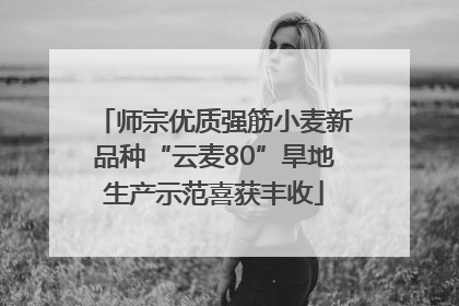 师宗优质强筋小麦新品种“云麦80”旱地生产示范喜获丰收
