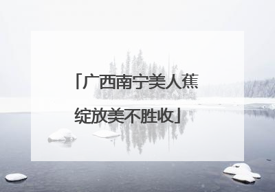 广西南宁美人蕉绽放美不胜收