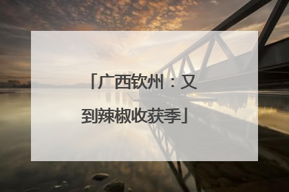 广西钦州：又到辣椒收获季