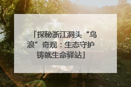 探秘浙江洞头“鸟浪”奇观：生态守护铸就生命驿站