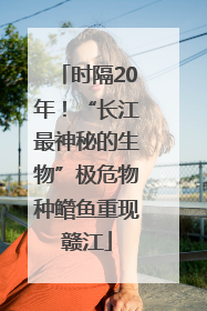 时隔20年！“长江最神秘的生物”极危物种鳤鱼重现赣江
