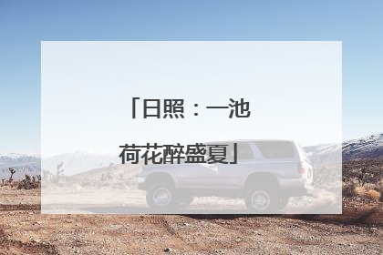 日照：一池荷花醉盛夏