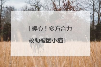 暖心！多方合力救助被困小猫
