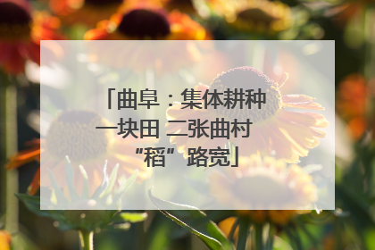 曲阜：集体耕种一块田 二张曲村“稻”路宽