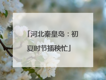 河北秦皇岛：初夏时节插秧忙