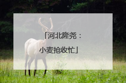 河北隆尧：小麦抢收忙