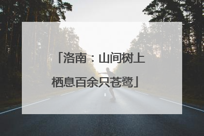 洛南：山间树上栖息百余只苍鹭