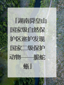 湖南舜皇山国家级自然保护区巡护发现国家二级保护动物——脆蛇蜥