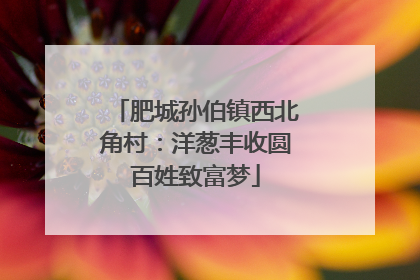 肥城孙伯镇西北角村：洋葱丰收圆百姓致富梦
