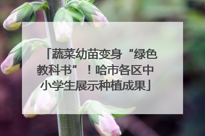 蔬菜幼苗变身“绿色教科书”！哈市各区中小学生展示种植成果