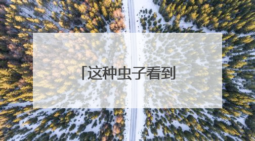 这种虫子看到一只，家里很可能已有一万只（不是蟑螂）