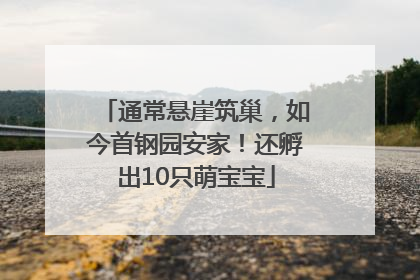 通常悬崖筑巢，如今首钢园安家！还孵出10只萌宝宝