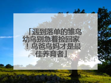 遇到落单的雏鸟幼鸟别急着捡回家！鸟爸鸟妈才是最佳养育者
