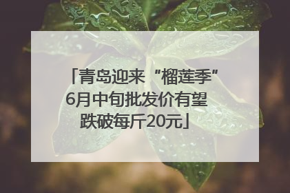 青岛迎来“榴莲季” 6月中旬批发价有望跌破每斤20元