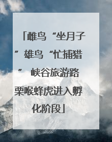雌鸟“坐月子”雄鸟“忙捕猎” 峡谷旅游路栗喉蜂虎进入孵化阶段