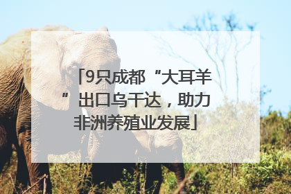 9只成都“大耳羊”出口乌干达，助力非洲养殖业发展